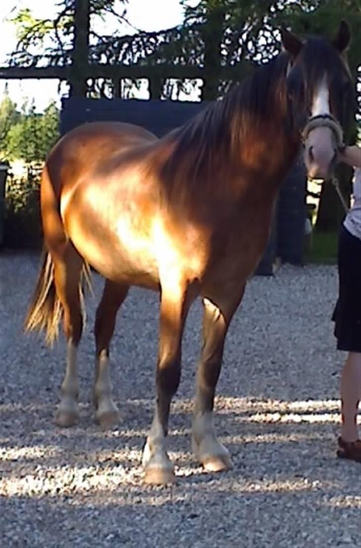 Welsh Cob (sec D) Slæggerups Amazing Sunris billede 2