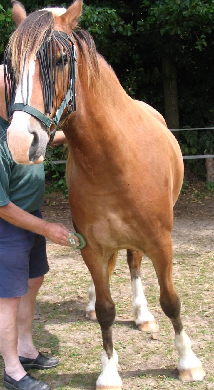 Welsh Cob (sec D) Slæggerups Amazing Sunris billede 3