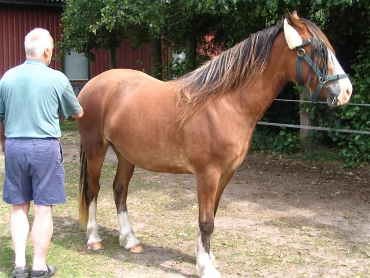 Welsh Cob (sec D) Slæggerups Amazing Sunris billede 4