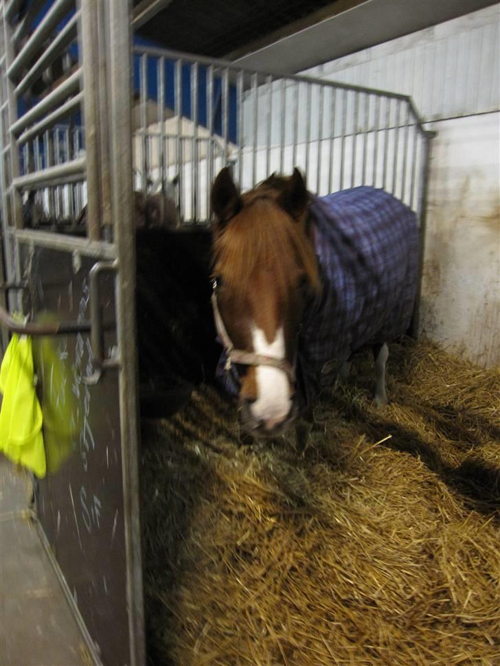 DSP Haahr's FlickaSOLGT/R.I.P - 9...Tiderne med dig skat vil ALDRIG nogen sinde blive glemt, jeg elsker dig glem det aldrig!:S<3 jeg savner dig så meget!(L) Som jeg efterlod hende, altid på jagt til mere mad&uhyggelig smuk:)Flicka i hendes"nye"boks i Nibe,foto:mig,jeg var på besøg billede 9