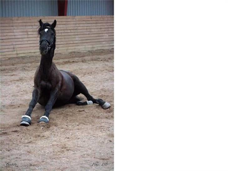 Anden særlig race Buddy  - Det er hårdt at være happy horse  billede 16