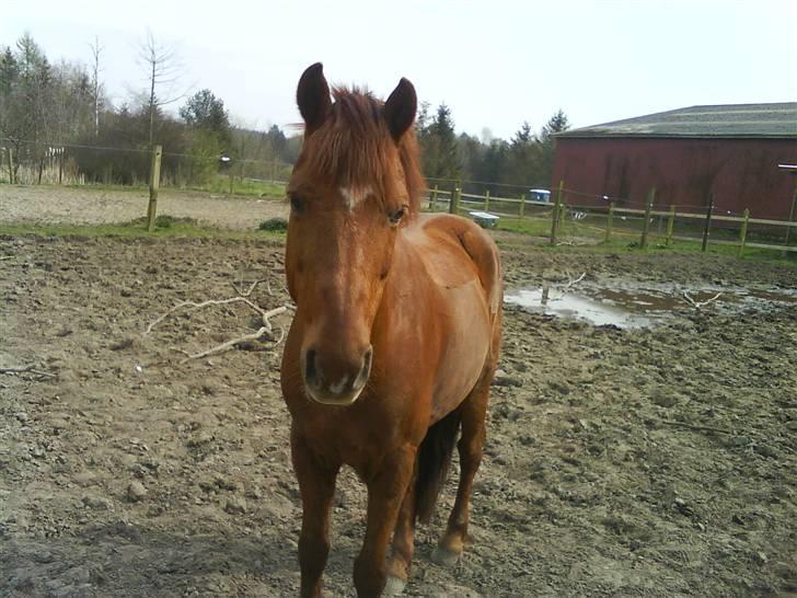 Anden særlig race Lucky Boy - Lucky på folden billede 7