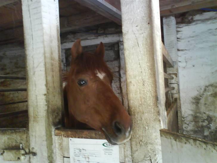 Anden særlig race Lucky Boy - Nysgerrig lille bandit :P billede 9