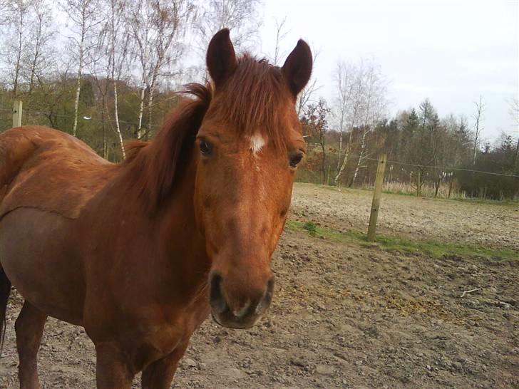 Anden særlig race Lucky Boy - hihi.. Rigtig fotogen  pony var ? <3 billede 12