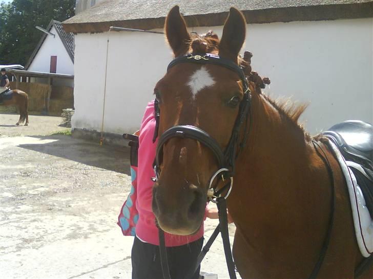 Anden særlig race Lucky Boy - Ih , hvor er du køn og dejlig parat til stævne <3 billede 14