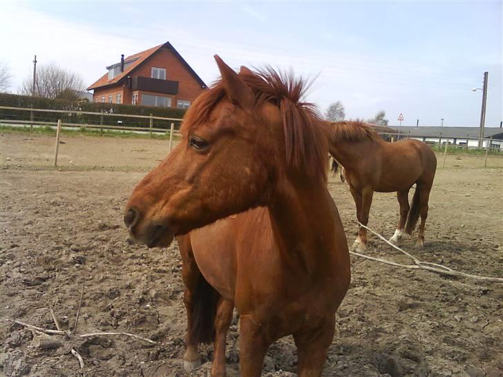Anden særlig race Lucky Boy - Der var lige noget andet der var mere interresant :D billede 15