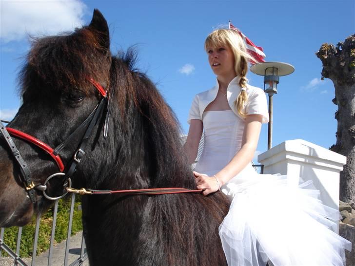 Islænder Hrafn fra Oddakoti - Hrafn til min konfirmation :D billede 6