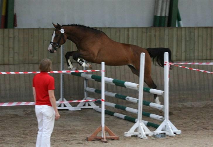 Dansk Varmblod Quentel Lindell billede 15