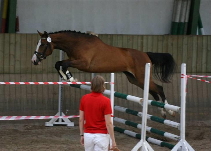 Dansk Varmblod Quentel Lindell billede 16