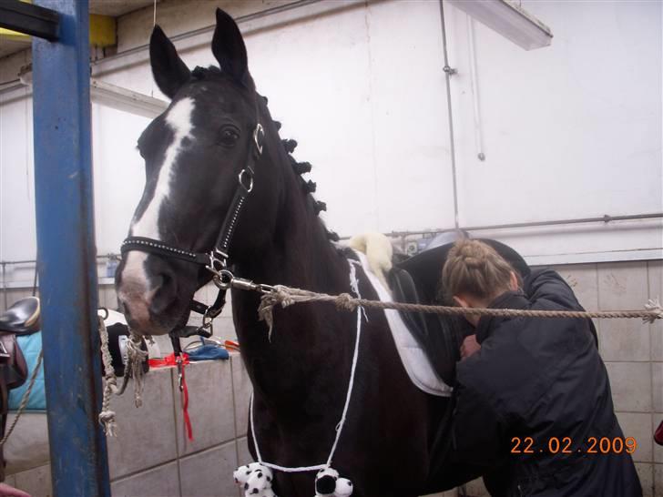 Anden særlig race Stallion R.I.P :'(<3 - præmiehingsten :D. weeee! xD billede 15