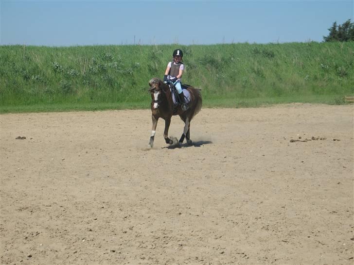 Welsh Pony (sec B) Den deel,s romeo - billede 19 billede 16