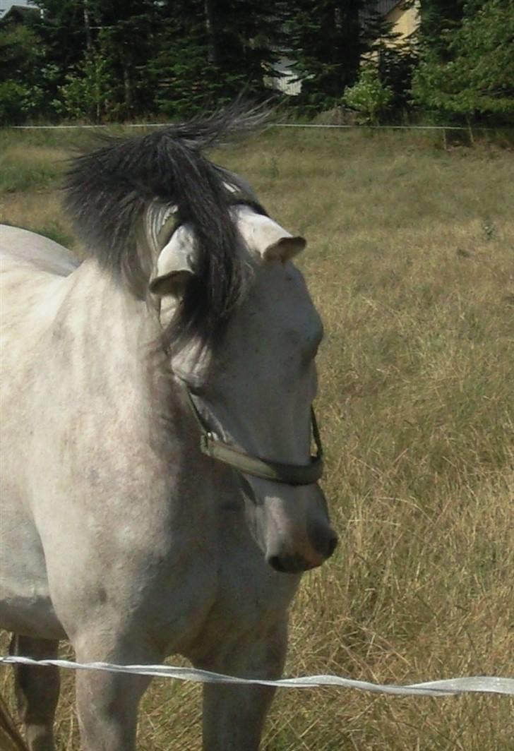Anden særlig race El Casso billede 10
