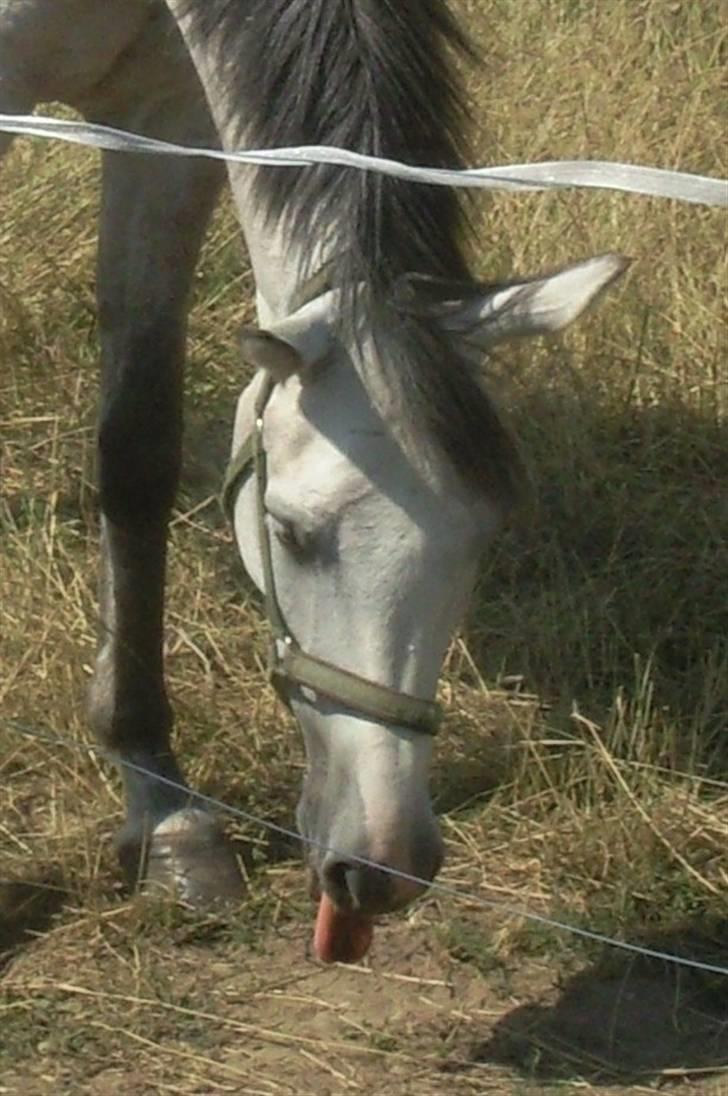 Anden særlig race El Casso billede 11