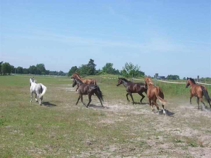 Dansk Varmblod Try Roca billede 7