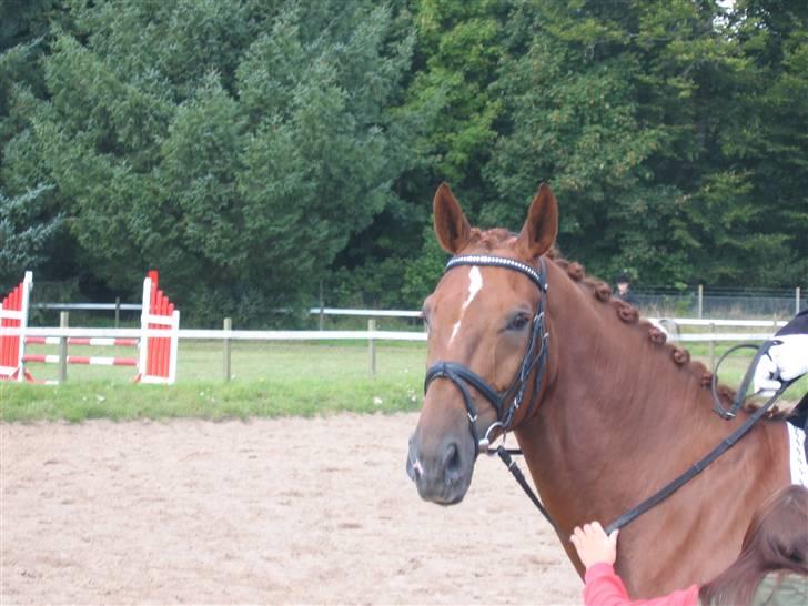 Dansk Varmblod Try Roca billede 8