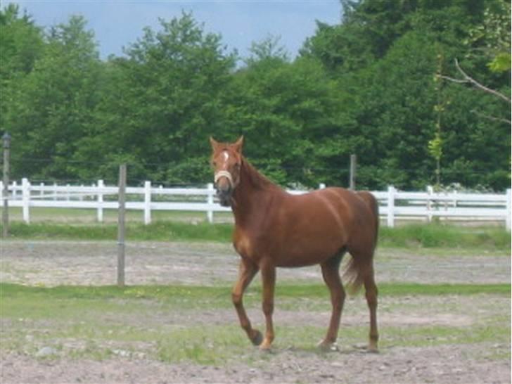 Dansk Varmblod Try Roca billede 9