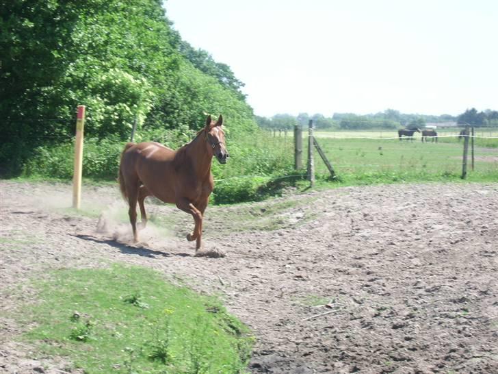 Dansk Varmblod Try Roca billede 10