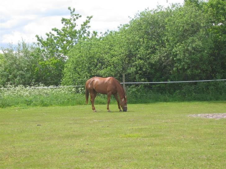 Dansk Varmblod Try Roca billede 11