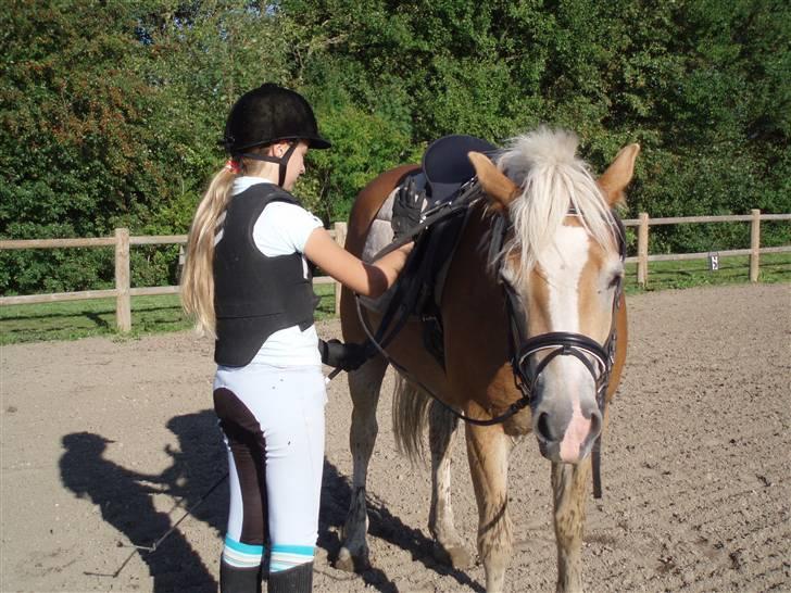 Haflinger Koldborg's Anton Steenberg - NYT: Skal ud og ride :b JUBIIIII :) billede 15