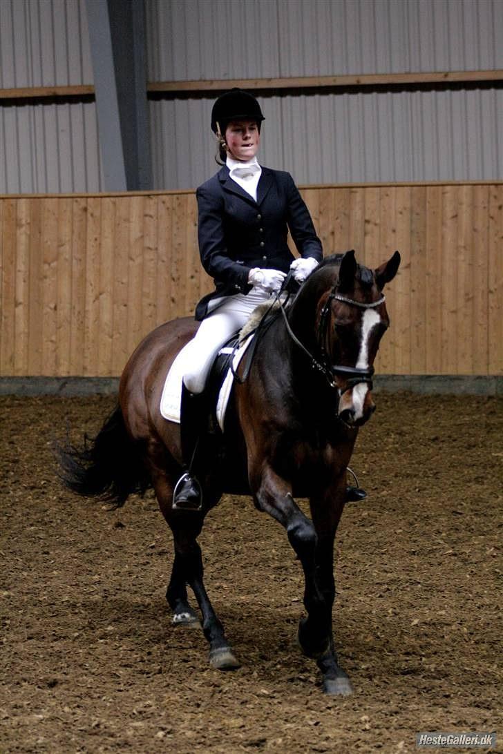 Dansk Varmblod Leopold - Tørring 2010 La4.  billede 2