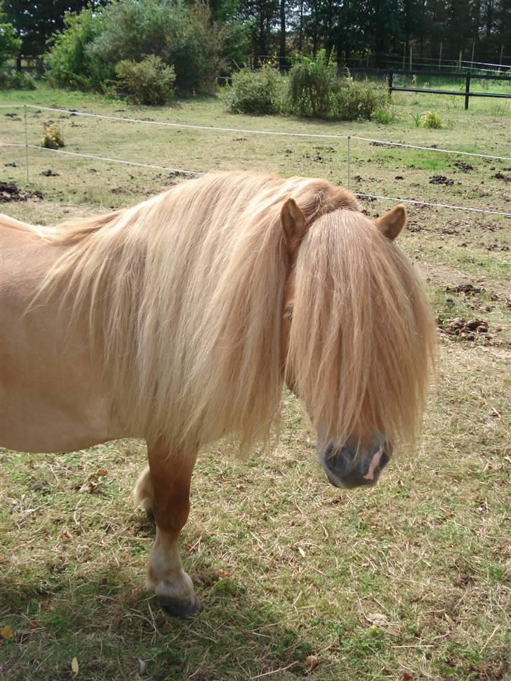 Shetlænder Tyson Solgt billede 1