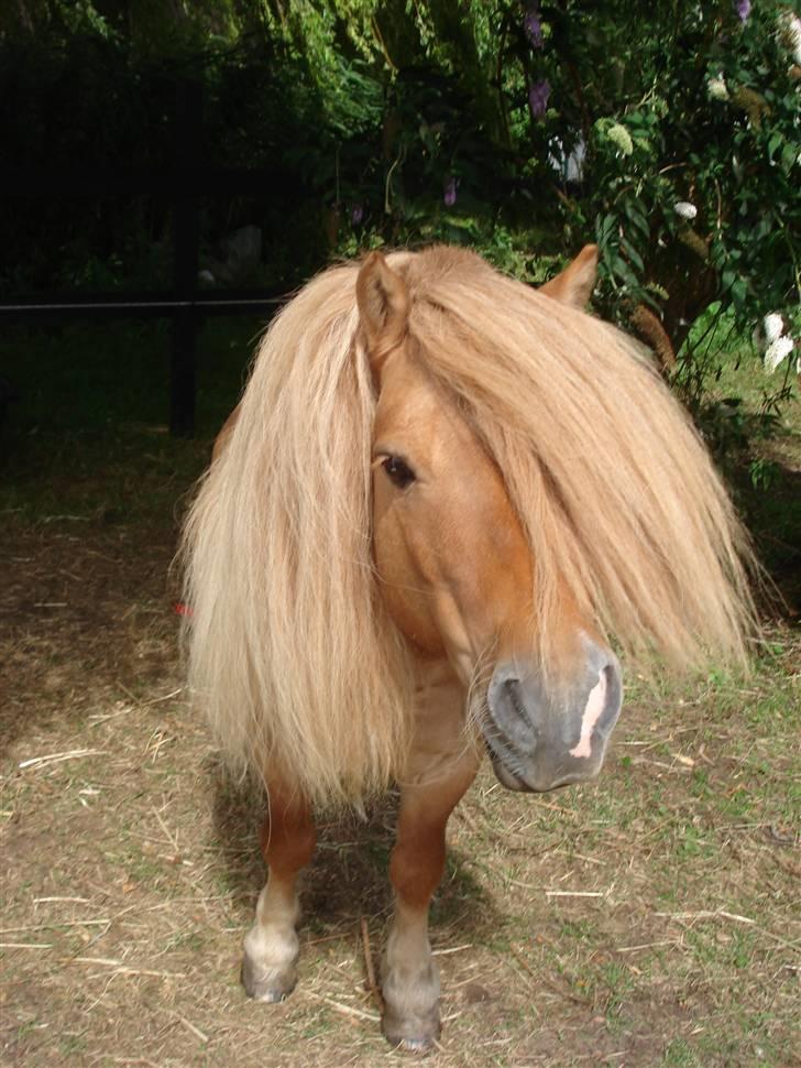 Shetlænder Tyson Solgt billede 2