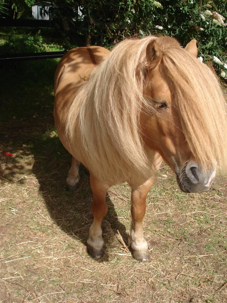 Shetlænder Tyson Solgt billede 3