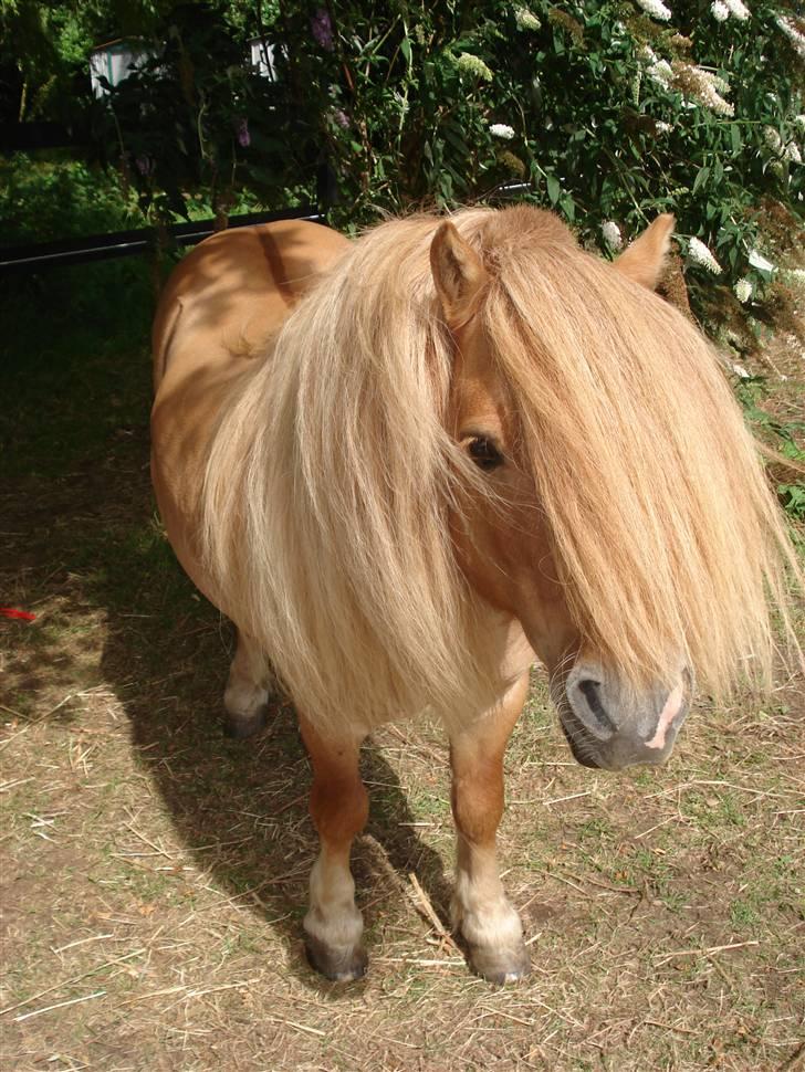 Shetlænder Tyson Solgt billede 4