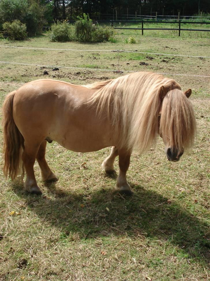 Shetlænder Tyson Solgt billede 5