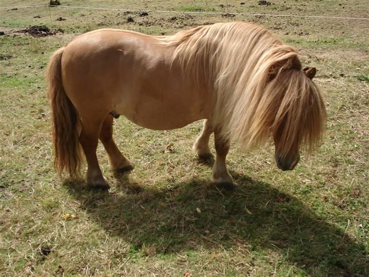 Shetlænder Tyson Solgt billede 6