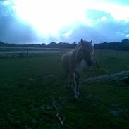 Fjordhest Rass Kaptain