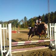 Hollandsk Sportspony Rosa R.I.P † <33