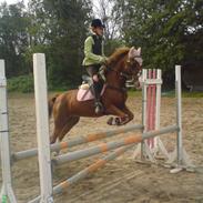Hollandsk Sportspony Rosa R.I.P † <33