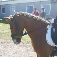 Anden særlig race Stella Barbie (solgt)