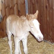 Haflinger Fly Fly af Fredensberg