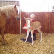 Haflinger Fly Fly af Fredensberg