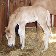 Haflinger Fly Fly af Fredensberg