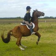 Anden særlig race Chipper <3 