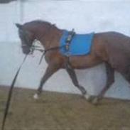 Dansk Varmblod Lindehøjs Deviona (Solgt)