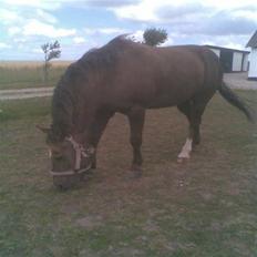 Anden særlig race  Randa 