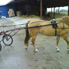 Anden særlig race Creamy