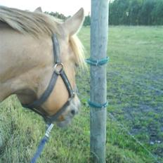 Anden særlig race Creamy