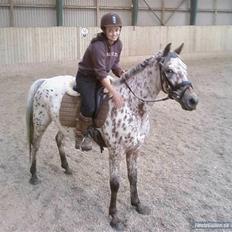 Knabstrupper Flying Vendetta