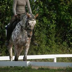 Knabstrupper Flying Vendetta