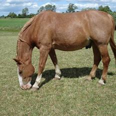 Frederiksborg Mads (rip)