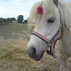 Shetlænder "Freja" <3