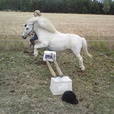 Shetlænder "Freja" <3