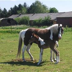 Pinto Højvangs Kahlua