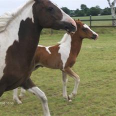Pinto Højvangs Kahlua