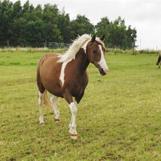 Pinto Højvangs Kahlua